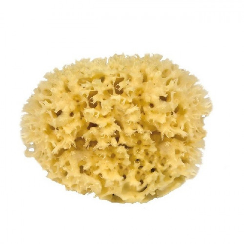 Grande éponge de mer pour le corps - 13 cm - premium Grande éponge de mer pour le corps - 13 cm - premium