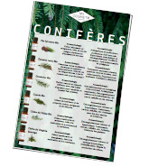 Les huiles essentielles de conifères