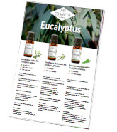 Les différentes huiles essentielles d'eucalyptus