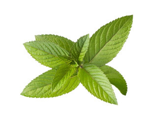 Huile essentielle de menthe poivrée Huile essentielle de menthe poivrée