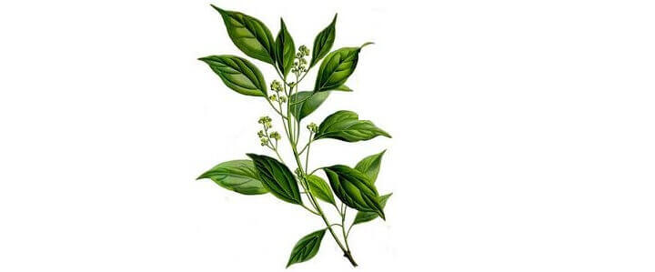 Huile essentielle de Ravintsara BIO: propriétés et utilisation