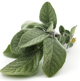 Résultat de recherche d'images pour "sauge sclarée"