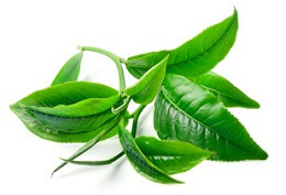 Propriétés et bien bienfaits de l'huile essentielle de tea tree