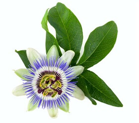 Tisane de Passiflore Bio - Passiflora incarnata - partie aérienne