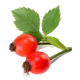L’aubépine (Crataegus monogyna) : anxiété et palpitations