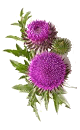 Le Chardon Marie (Silybum marianum) : l’allié contre la « gueule de bois »
