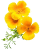 L’escholtzia (Eschscholtzia californica) : stress, sommeil agité, cauchemars