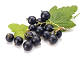 Le cassis (Ribes nigrum)