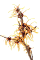 Hydrolat d’hamamélis