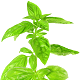 Huile essentielle de basilic exotique (Ocinum basilicum)