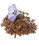 L’huile de lin (Linum usitatissimum) : laxatif doux