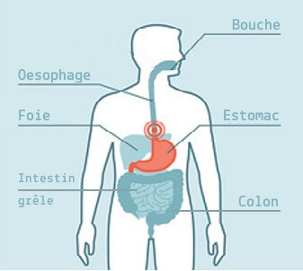 Les meilleures huiles essentielles pour la digestion