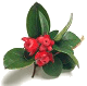 Huile essentielle de gaulthérie couchée (Gaultheria procumbens) : l’huile essentielle des muscles douloureux !