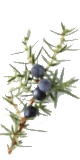 Huile essentielle de genévrier (Juniperus communis)