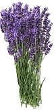 Huile essentielle de lavande fine (Lavandula angustifolia)