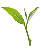 huile essentielle tea tree