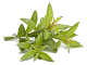 Huile essentielle de verveine citronnée (Lippia citriodora)
