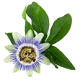 La passiflore (Passiflora incarnata) : nervosité et réveils nocturnes