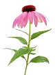 L’échinacée (Echinacea angustifolia) : stimulante immunitaire