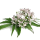 La valériane (Valeriana officinalis) : insomnies