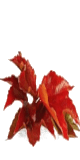 La vigne rouge :