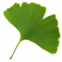 Ginkgo, guide des propriétés, utilisations et bienfaits