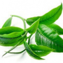 Huile essentielle de tea tree: guide des utilisations, propriétés et bienfaits