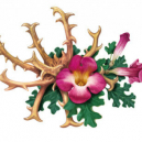 Harpagophytum: propriétés, bienfaits et utilisations (douleurs articulaires...) Harpagophytum: propriétés, bienfaits et utilisations (douleurs articulaires...)