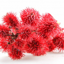 L'huile de ricin pour les cheveux L'huile de ricin pour les cheveux