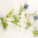 L'huile de nigelle pour le visage et la peau