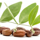 L'huile de jojoba contre l'acné et les boutons